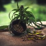 cbd, cbd kapseln, cannabidiol, hemp seeds, cbd, cbd, cbd, cbd, cbd