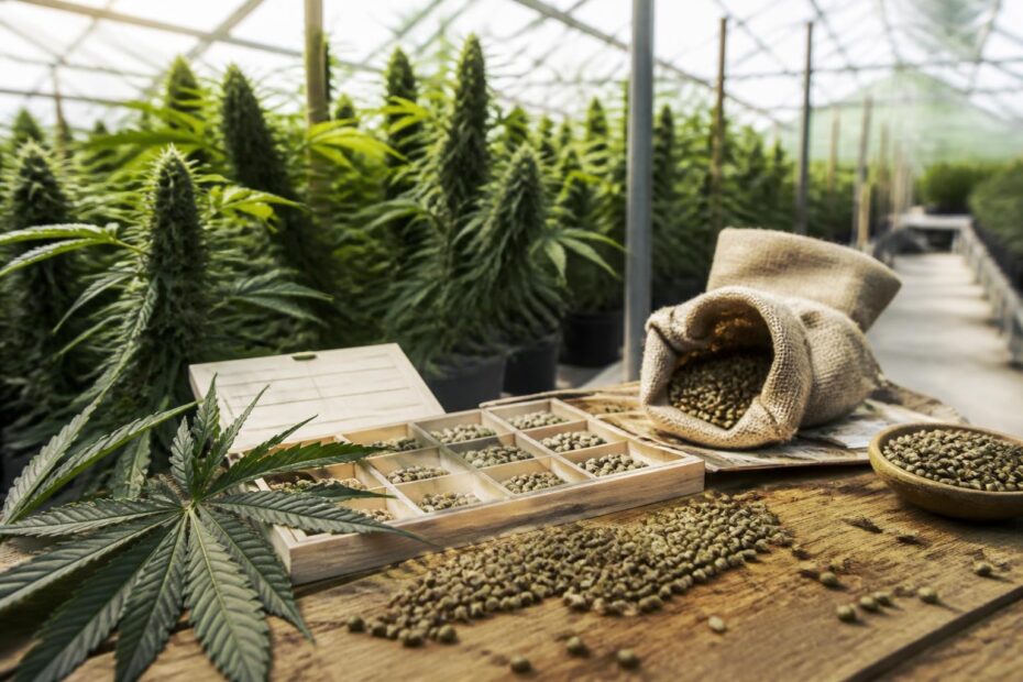 Der Markt für Cannabissamen: ein wachsender Wirtschaftszweig